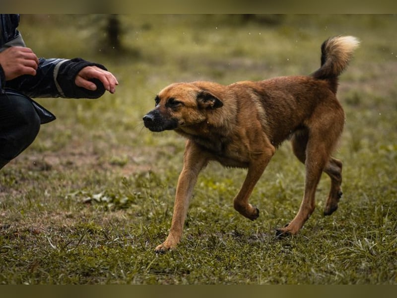 ARCHIE - der aktive, neugierige und verspielte Junghund sucht unternehmungslustige Menschen