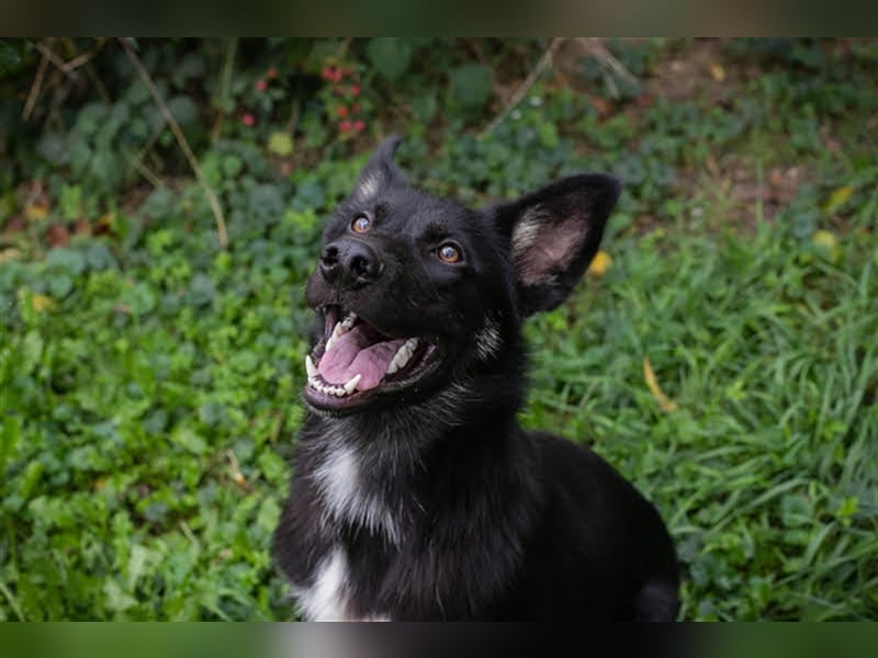 YOKI - der aufmerksame und gelehrige Rüde möchte die Welt mit seinen Menschen erkunden