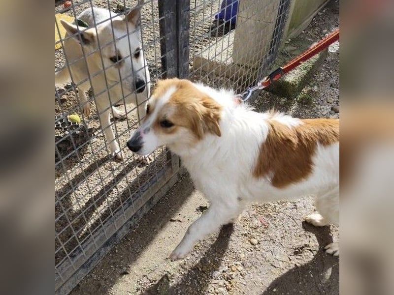 MALVA - wer schenkt mir sein Herz und ein Zuhause?