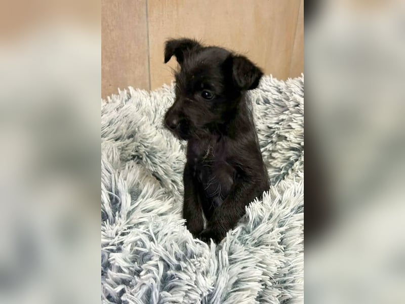 Welpe JANG - kuscheln, lernen, spielen - wer schenkt mir Liebe und ein tolles Hundeleben?