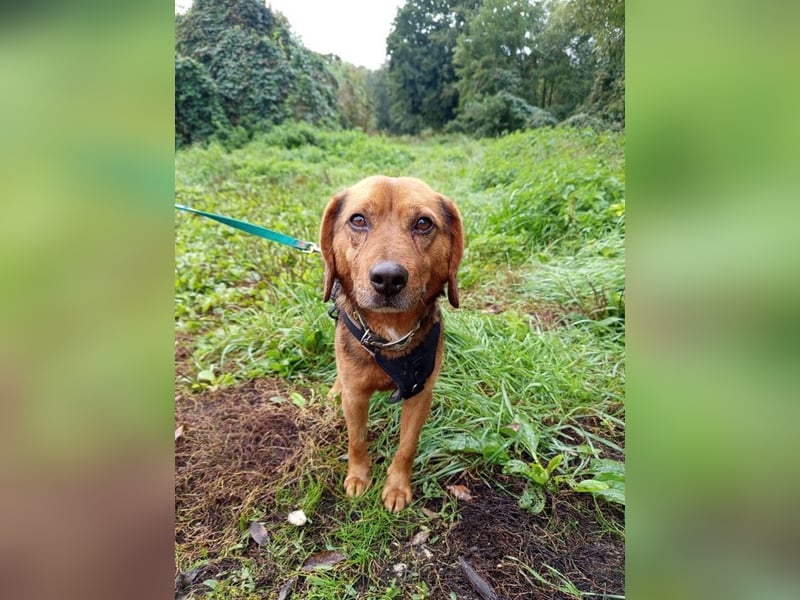 BAILEY - wer zeigt dem fröhlichen, dankbaren Rüden, wie schön ein Hundeleben sein kann?