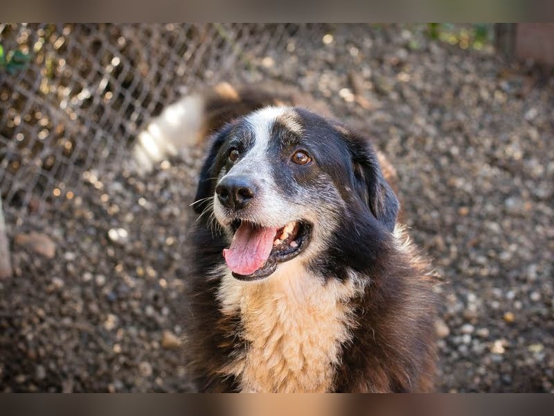 AJANI - der verspielte, hübsche Rüde ist sehr sozial mit Menschen und Artgenossen