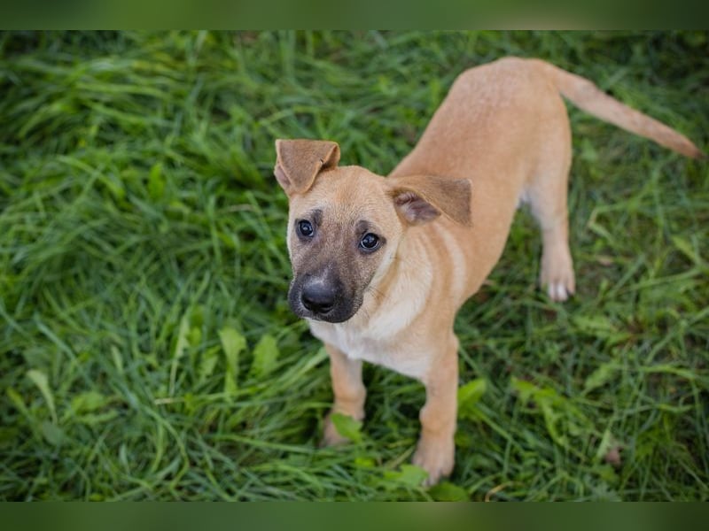 Welpe Chip Nr. 275173 - wenn ich groß bin möchte ich eine richtige Familienhündin sein1