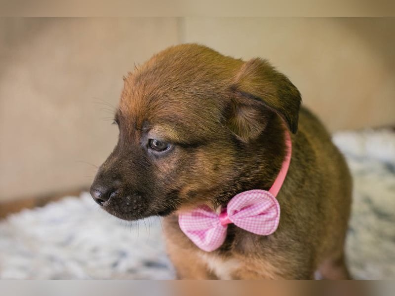 Welpe AMBER - knuddeln, lernen, spielen - schenkst du mir dein Herz und ein Zuhause?