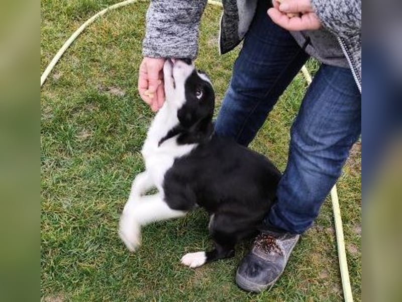 Welpe DITTA - ich mag andere Hunde und Menschen und suche ein liebevolles Zuhause