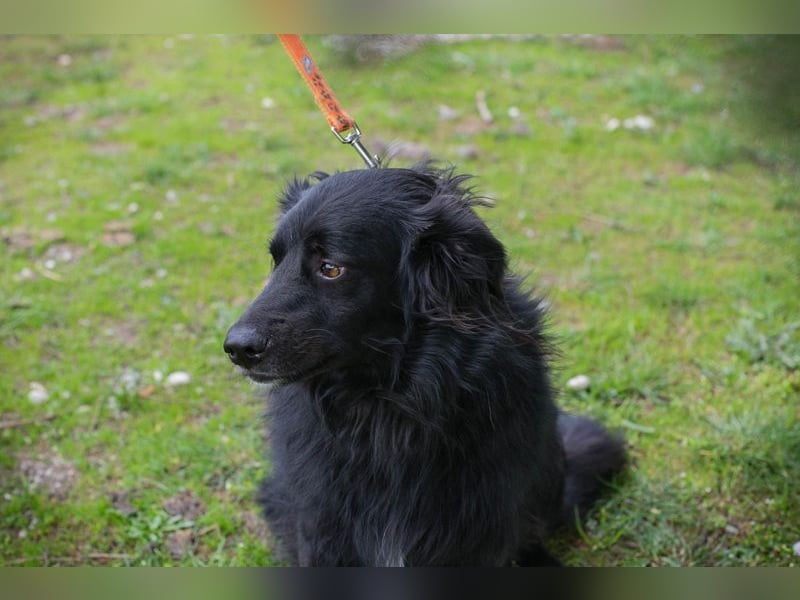 BELLA - ich möchte so gerne eine richtige Familienhündin sein...