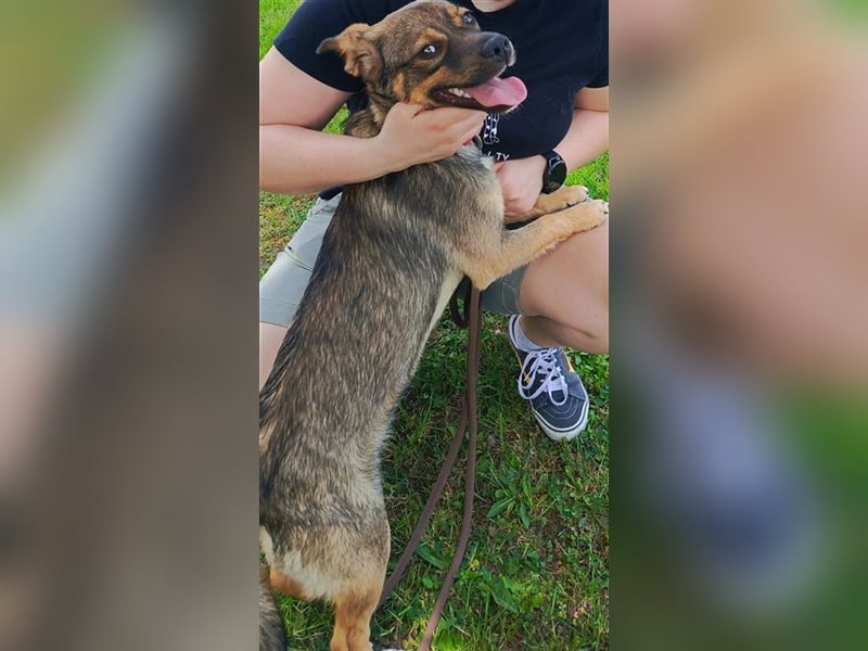 ALICE - die liebe Hündin ist sehr verschmust und träumt von einem tollen Für-Immer Zuhause