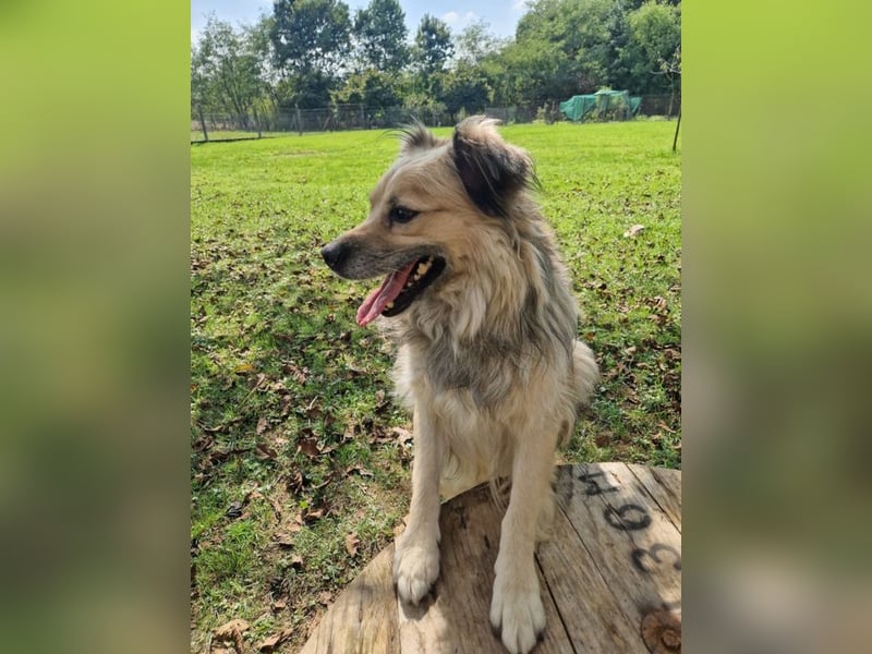 NERO - schenkst du mir dein Herz und ein Zuhause für immer?