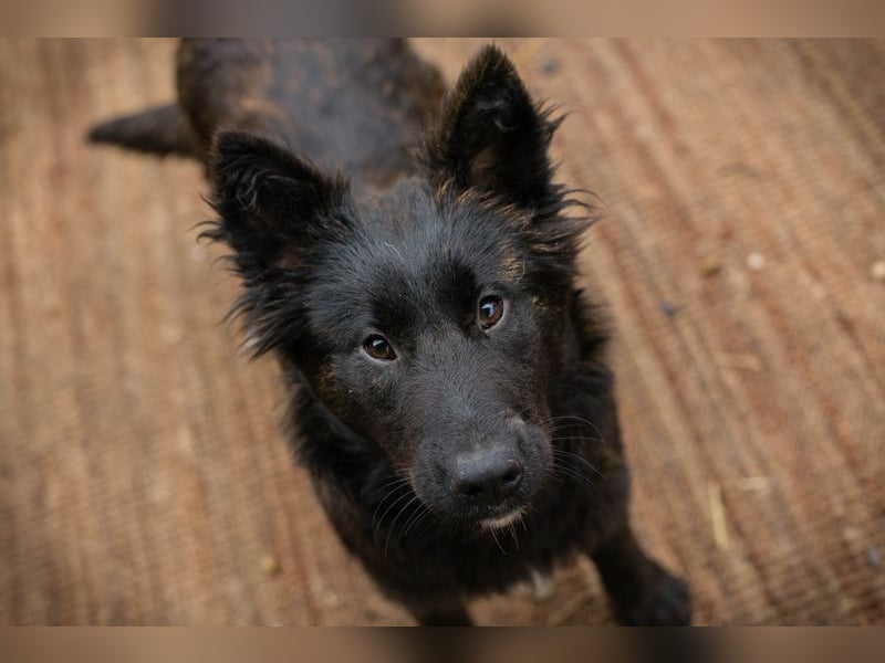 ONYX - ich suche eine Familie die mich liebt, mit mir lernt + mich nie mehr alleine lässt