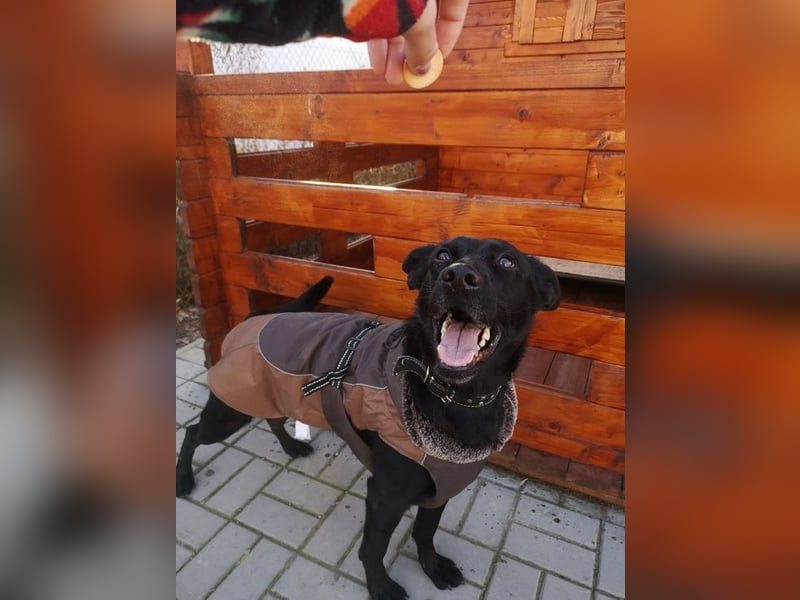 SANTE - wer eine ruhige, liebe und menschenbezogene Hündin sucht, der ist hier richtig!