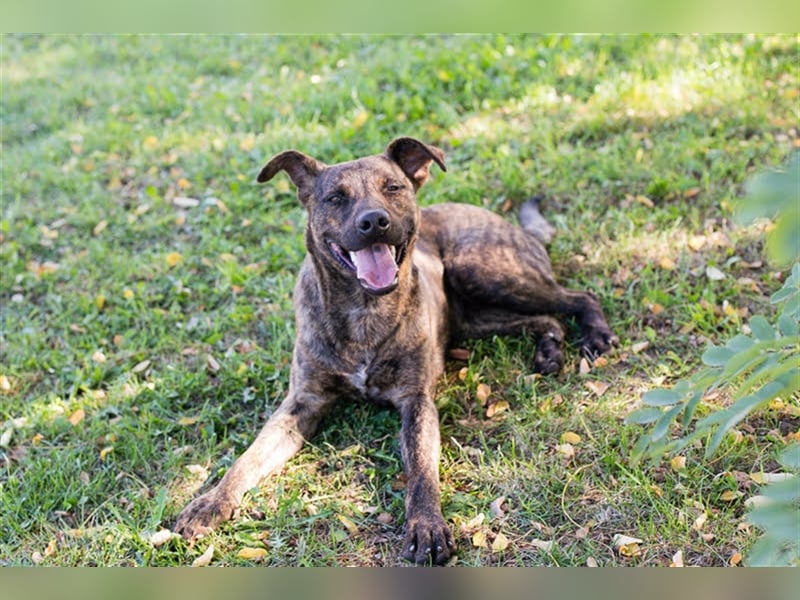 JASCHA - diese blöde Liste beschwert es, in meine Familie zukommen