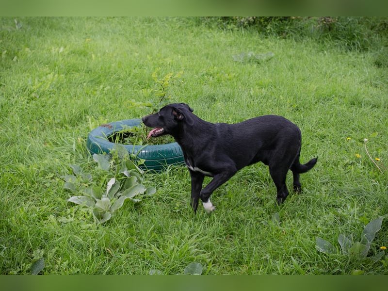 Angie - sie ist aktiv und liebesbedürftig