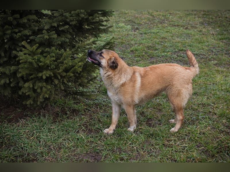 DUNA -  ich möchte so gerne ein Teil deiner Familie sein!