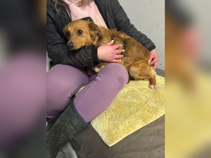 JARAH - welche einfühlsame Familie zeigt der schüchternen Maus, wie schön das Leben sein kann?