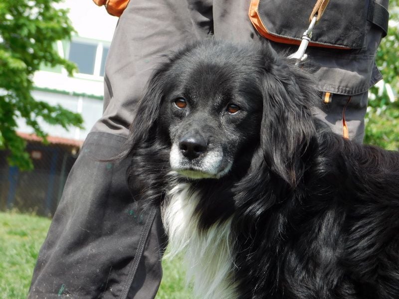 GUGO - der Senior ist freundlich aber immer noch etwas angespannt und unsicher