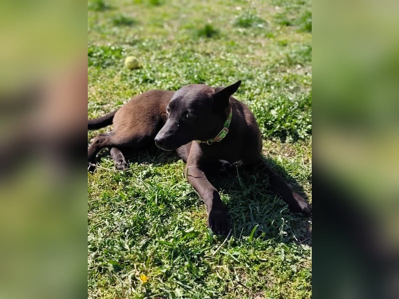 Internes Kennzeichen 25L - für diese aktive Junghündin suchen wir eine unternehmungslustige Familie!