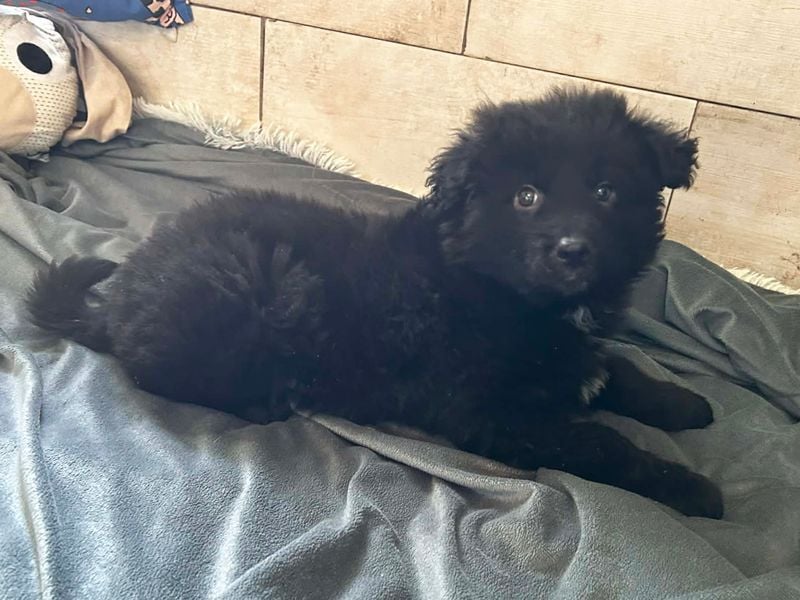 Welpe Chip Nr. 275371 - der kleine Racker freut sich auf tolle Abenteuer mit seinen Menschen