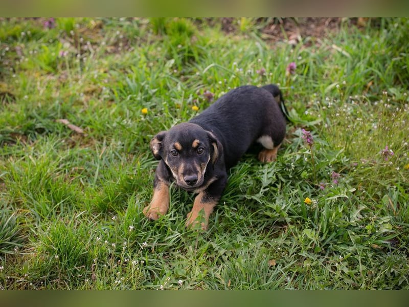 Welpe Chip Nr. 271651 - ich freue mich auf tolle Abenteuer mit meinen Menschen!