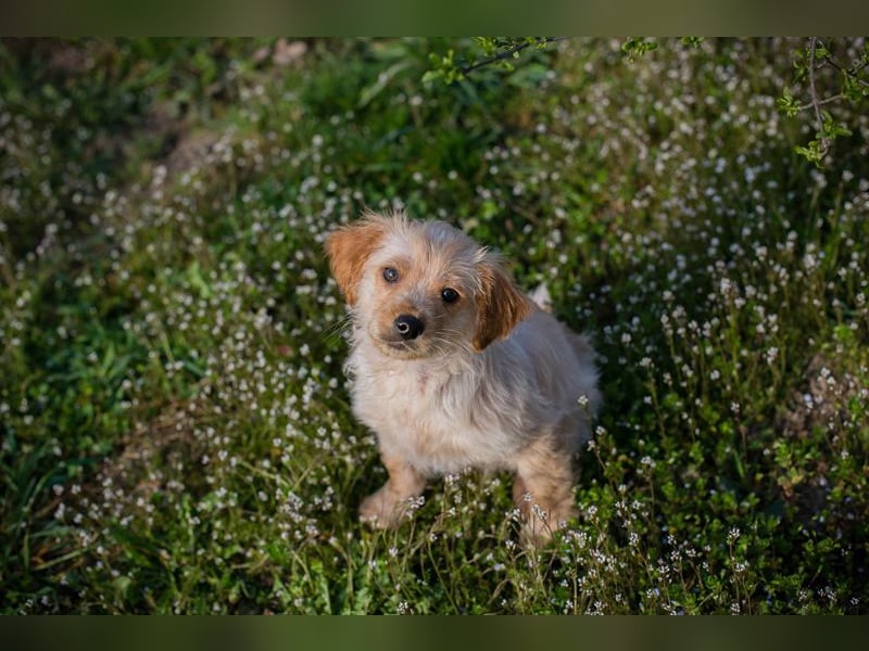 Welpe ULLI - schenkst du mir dein Herz und ein liebevolles Zuhause?