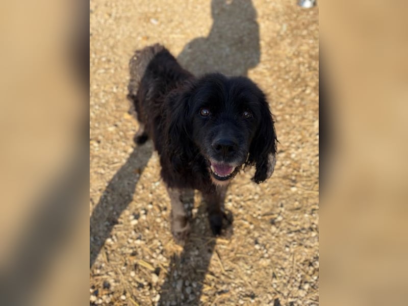 BENNY - der liebe Senior wünscht sich ein liebevolles, ruhiges Zuhause!