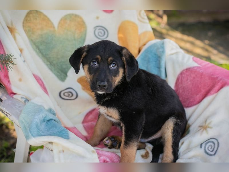 Welpe TAMME - der süße Rüde freut sich auf tolle Abenteuer mit seiner Familie!