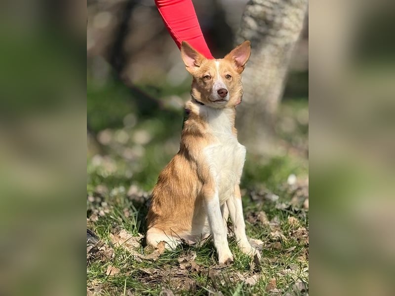 RAMONA - die gesellige und anhängliche Hündin sucht eine unternehmungslustige Familie