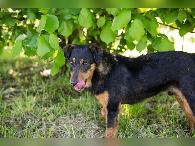 SKIBBY - ich möchte spielen + kuscheln und suche Familienanschluss mit großem Garten