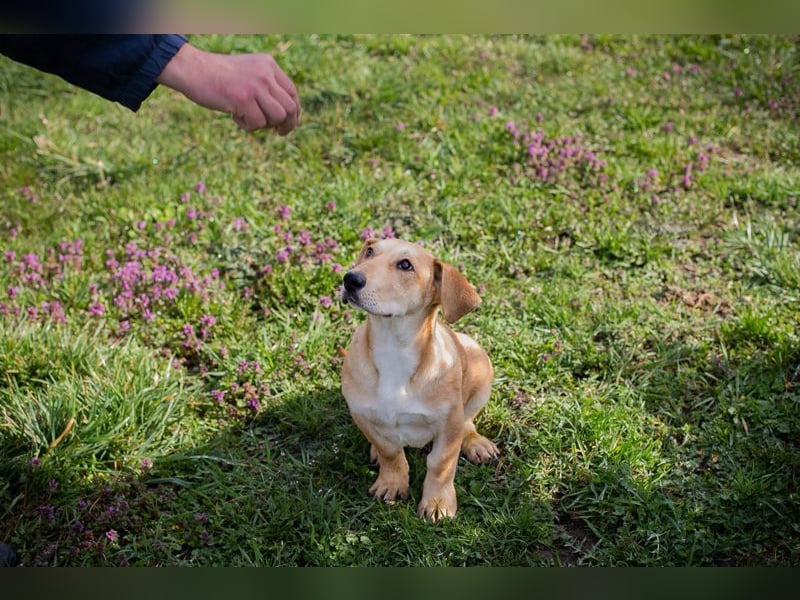 Welpe ELIZA - wenn ich groß bin möchte ich eine richtige Familienhündin sein...