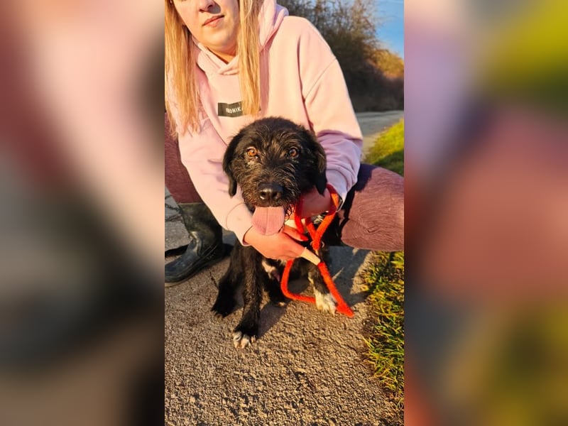 Welpe FLORIAN - knuddeln, spielen, lernen - wer schenkt mir sein Herz und ein Zuhause?