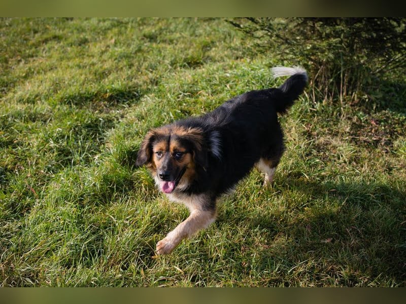 NAMIRA - die lebhafte, aktive Hündin ist nichts für Couchpotatos :-)