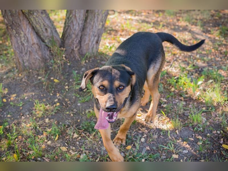 NICO - lernen, toben, kuscheln, mit meiner Familie und mit Artgenossen spielen - das wünsch ich mir!