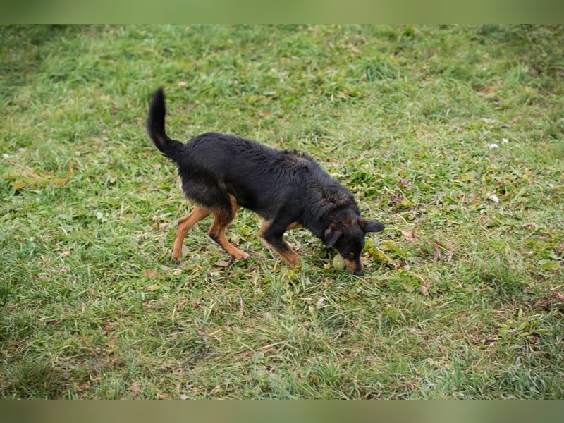 SKIBBY - ich möchte spielen + kuscheln und suche Familienanschluss mit großem Garten