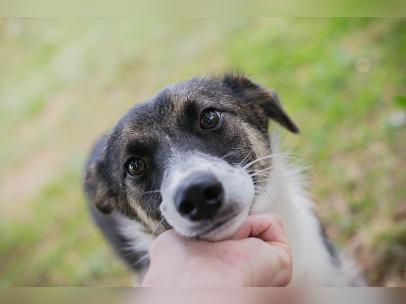 FIZZ - welche liebe Familie zeigt mir die große weite Welt?