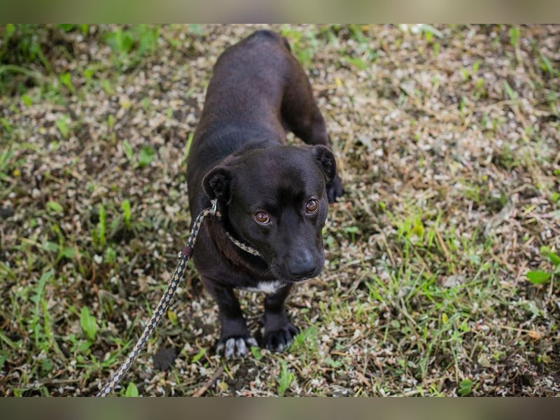 Willy sucht Spiel, Spaß, Freude und Freunde