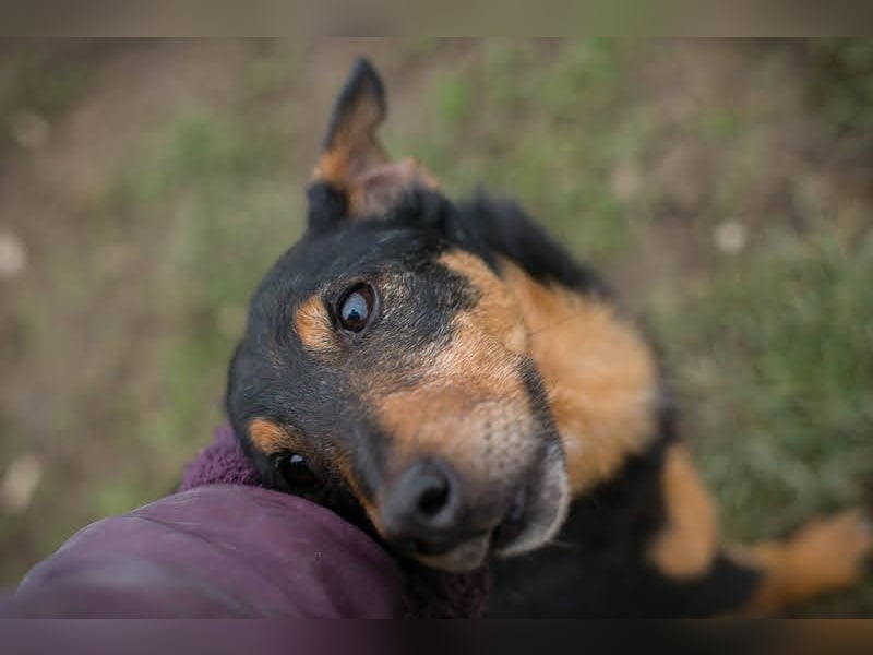 SKIBBY - ich möchte spielen + kuscheln und suche Familienanschluss mit großem Garten