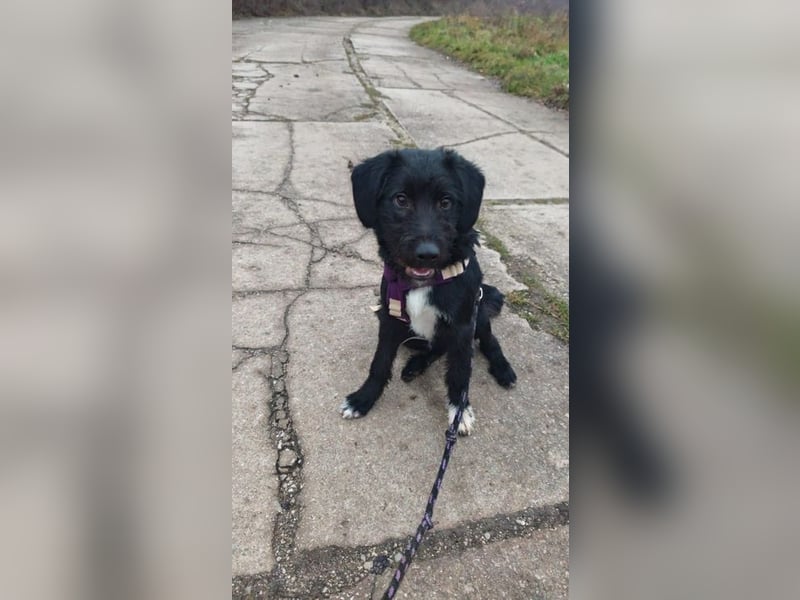 Welpe FLORIAN - knuddeln, spielen, lernen - wer schenkt mir sein Herz und ein Zuhause?