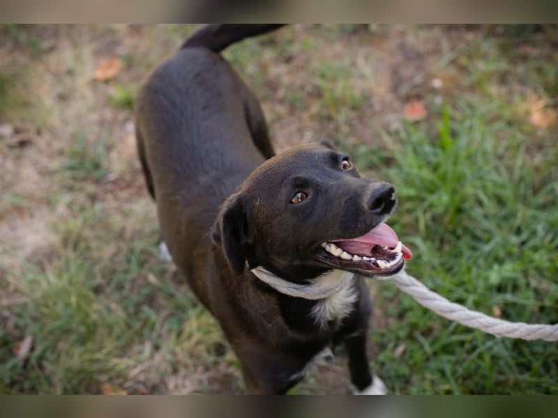 Chip 264832 - Junghund auf der Suche nach seiner Familie