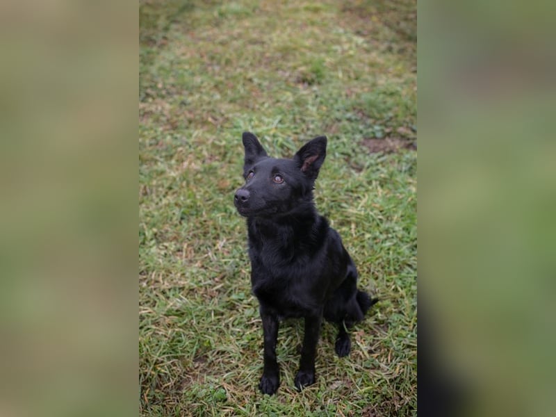 MAVI - die hübsche Maus mag Menschen und Artgenossen und sucht ein tolles Zuhause