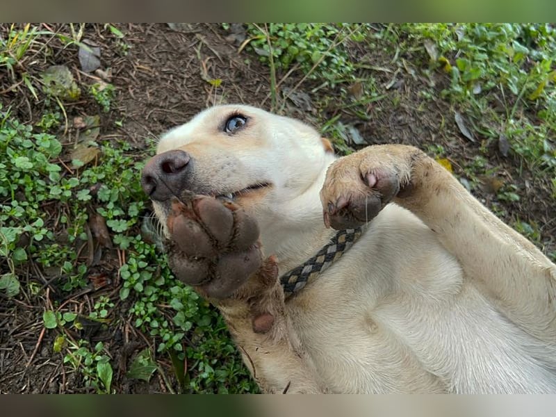 DESIREE - wer schenkt der schüchternen Maus Liebe, Geduld und Sicherheit?