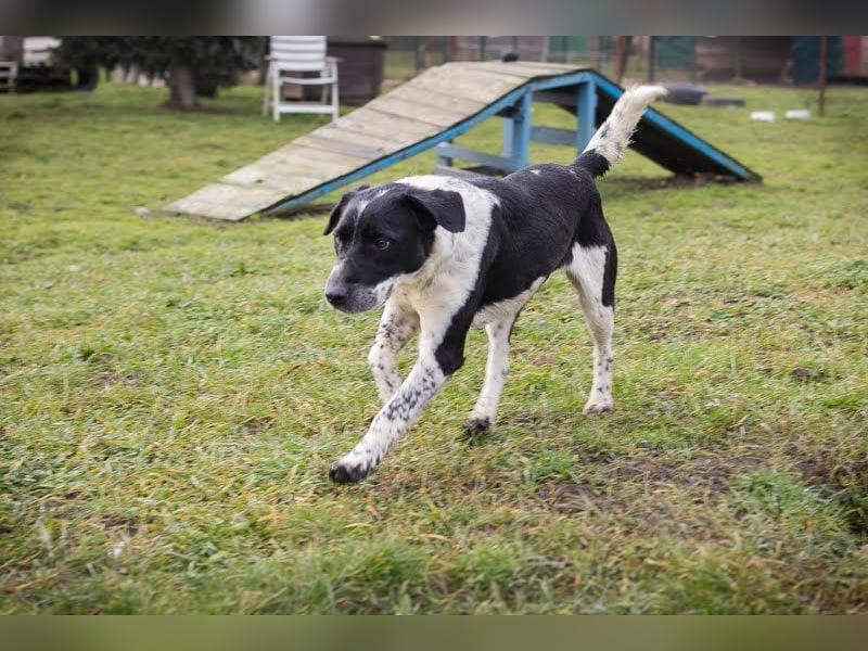 LUCHO - ich bin bereit für mein Für-Immer-Zuhause!