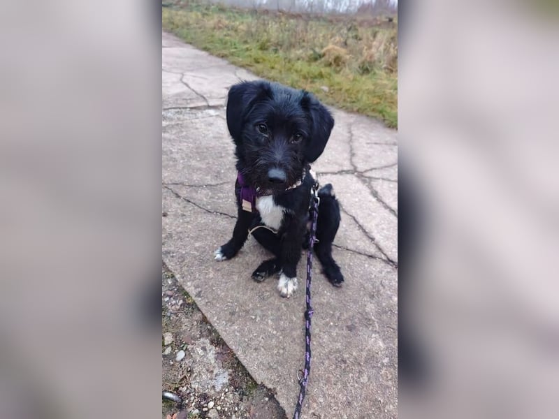 Welpe FLORIAN - knuddeln, spielen, lernen - wer schenkt mir sein Herz und ein Zuhause?