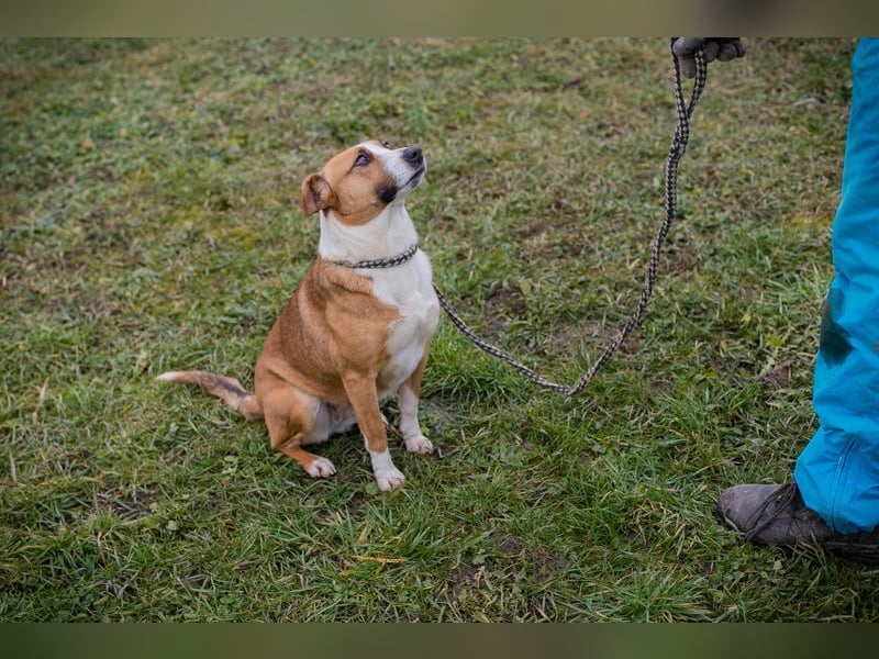 ANITA -  die hübsche Maus träumt von einem tollen Für-Immer Zuhause