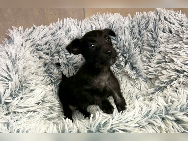 Welpe JANG - kuscheln, lernen, spielen - wer schenkt mir Liebe und ein tolles Hundeleben?