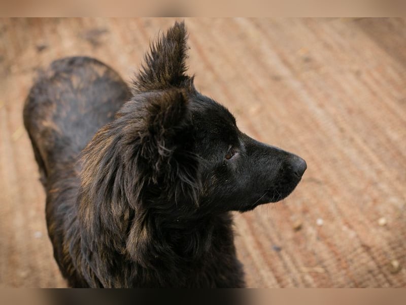 ONYX - ich suche eine Familie die mich liebt, mit mir lernt + mich nie mehr alleine lässt