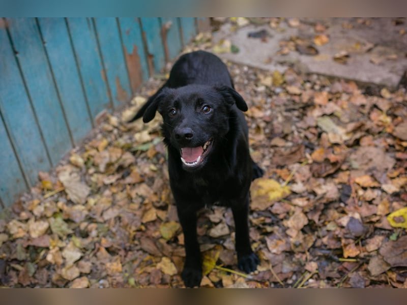 BARNEY - black is beautiful - ich träume von tollen Abenteuern mit meinen Menschen