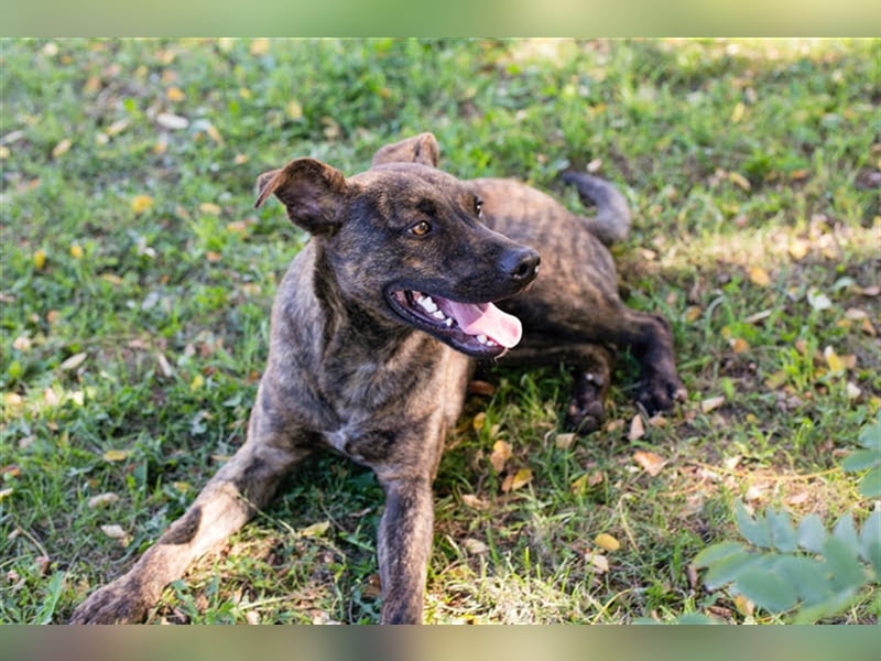 JASCHA - diese blöde Liste beschwert es, in meine Familie zukommen