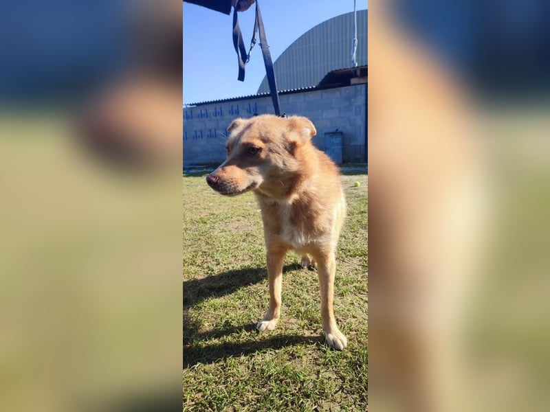 SHIREEN - die neugierige, aktive Hündin möchte mit ihren Menschen die Welt entdecken!