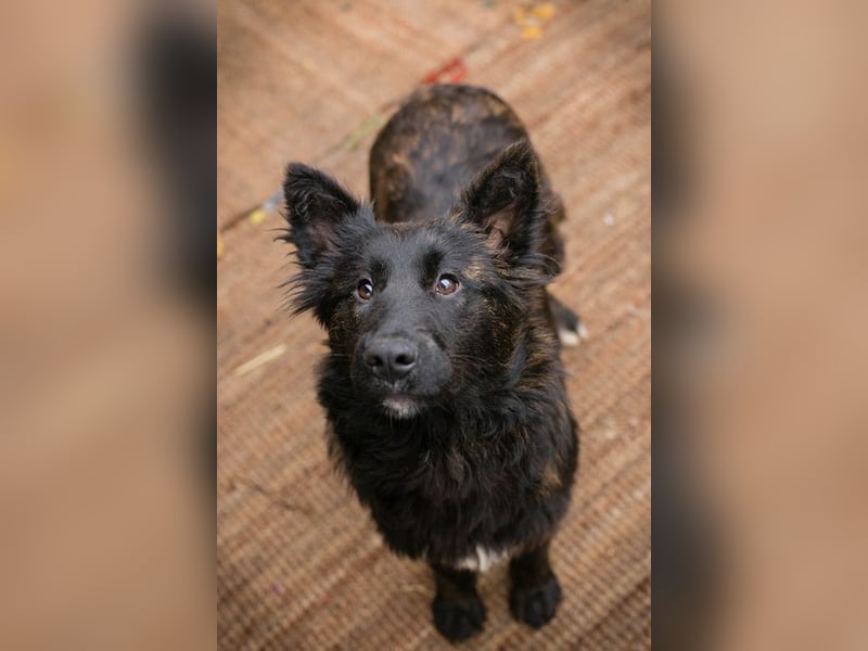 ONYX - ich suche eine Familie die mich liebt, mit mir lernt + mich nie mehr alleine lässt