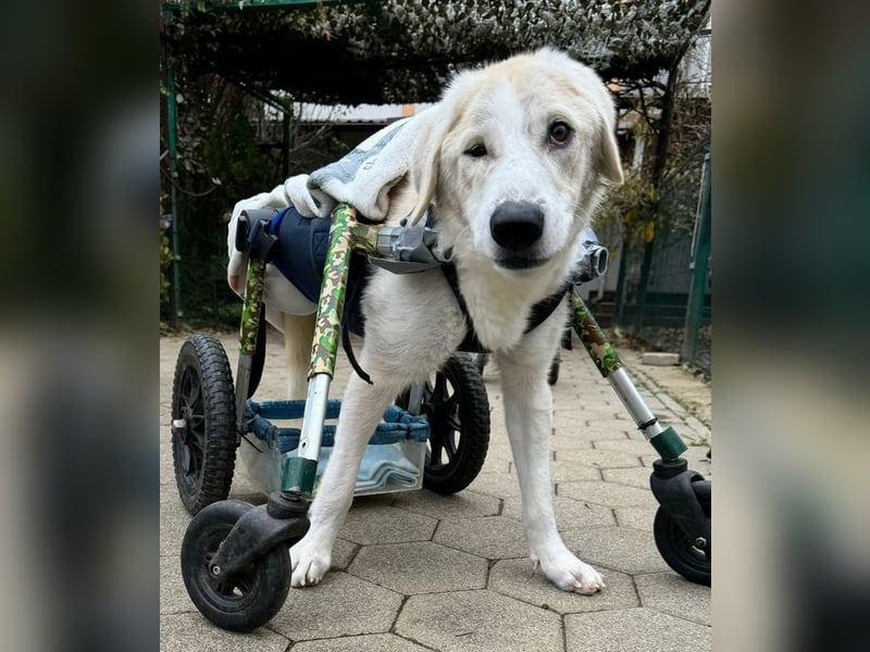 HEIDI - wer schenkt der lieben Maus sein Herz und ein tolles Zuhause?