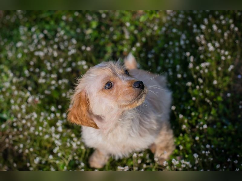 Welpe ULLI - schenkst du mir dein Herz und ein liebevolles Zuhause?